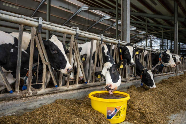 CRYSTALYX Energy Booster (Gelb)